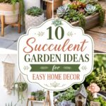 Succulent Garden Ideas for Easy Home Decor