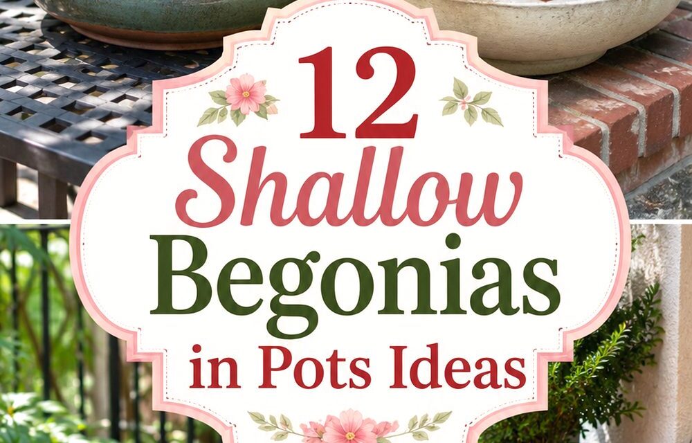Shallow Begonias in Pots Ideas
