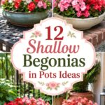 Shallow Begonias in Pots Ideas