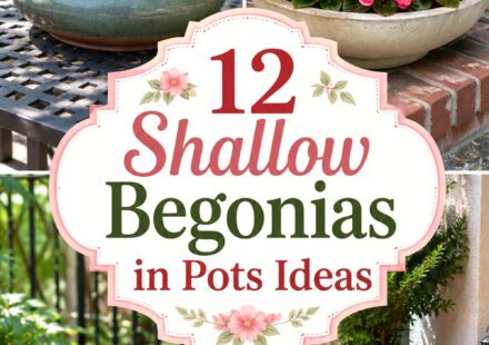 Shallow Begonias in Pots Ideas