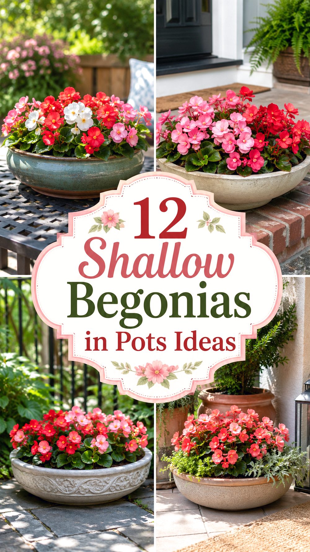 Shallow Begonias in Pots Ideas