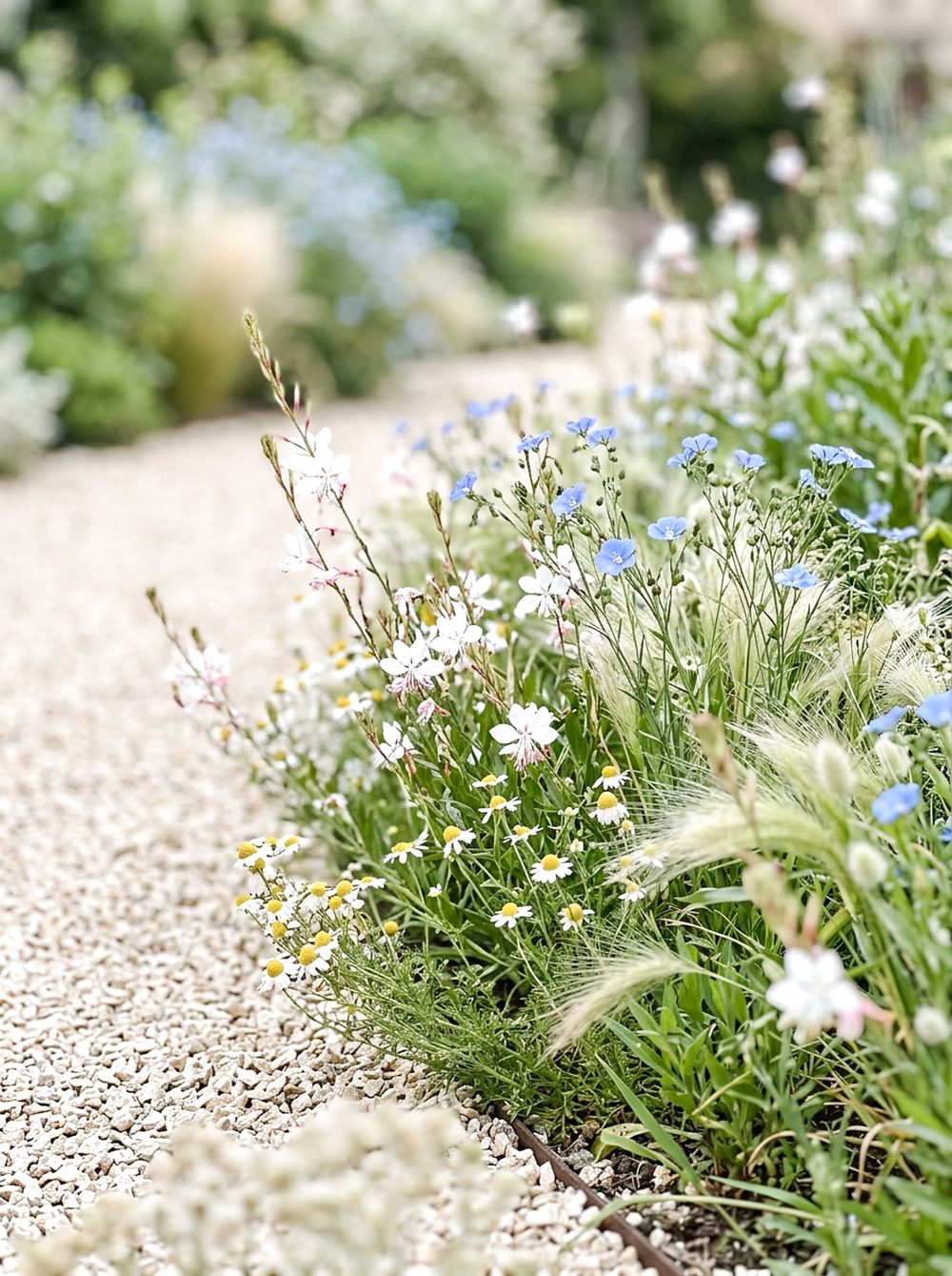 Gravel Garden Wildflower Border