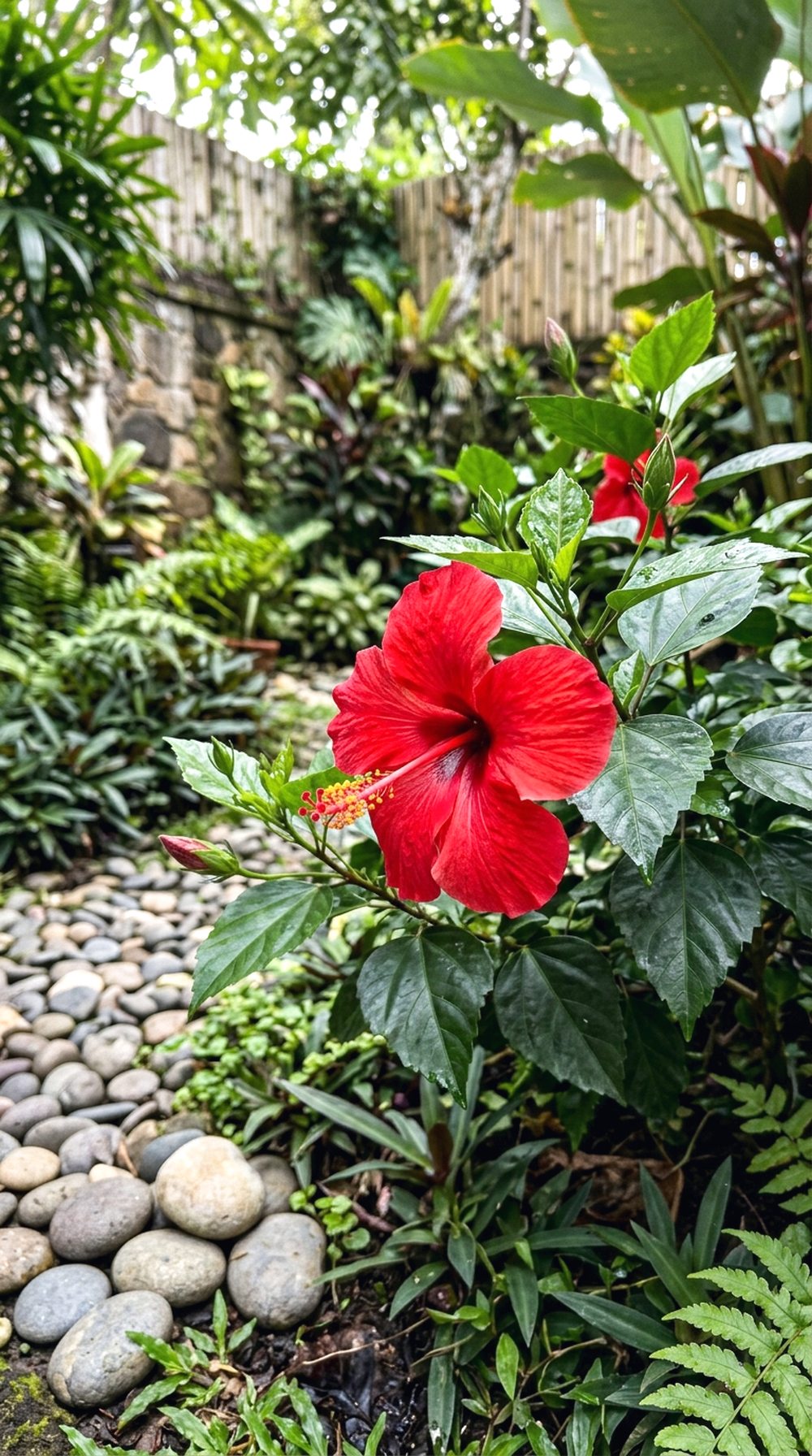 Hibiscus Flower Spot