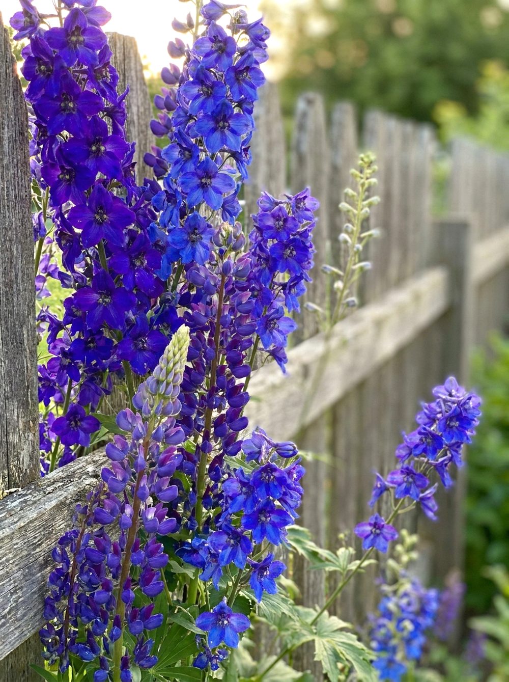 Indigo Flower Fence Line