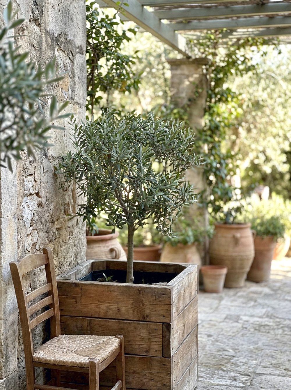 Olive Tree Planter