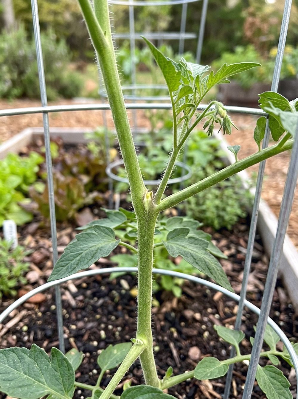 Pinching Tomato Suckers