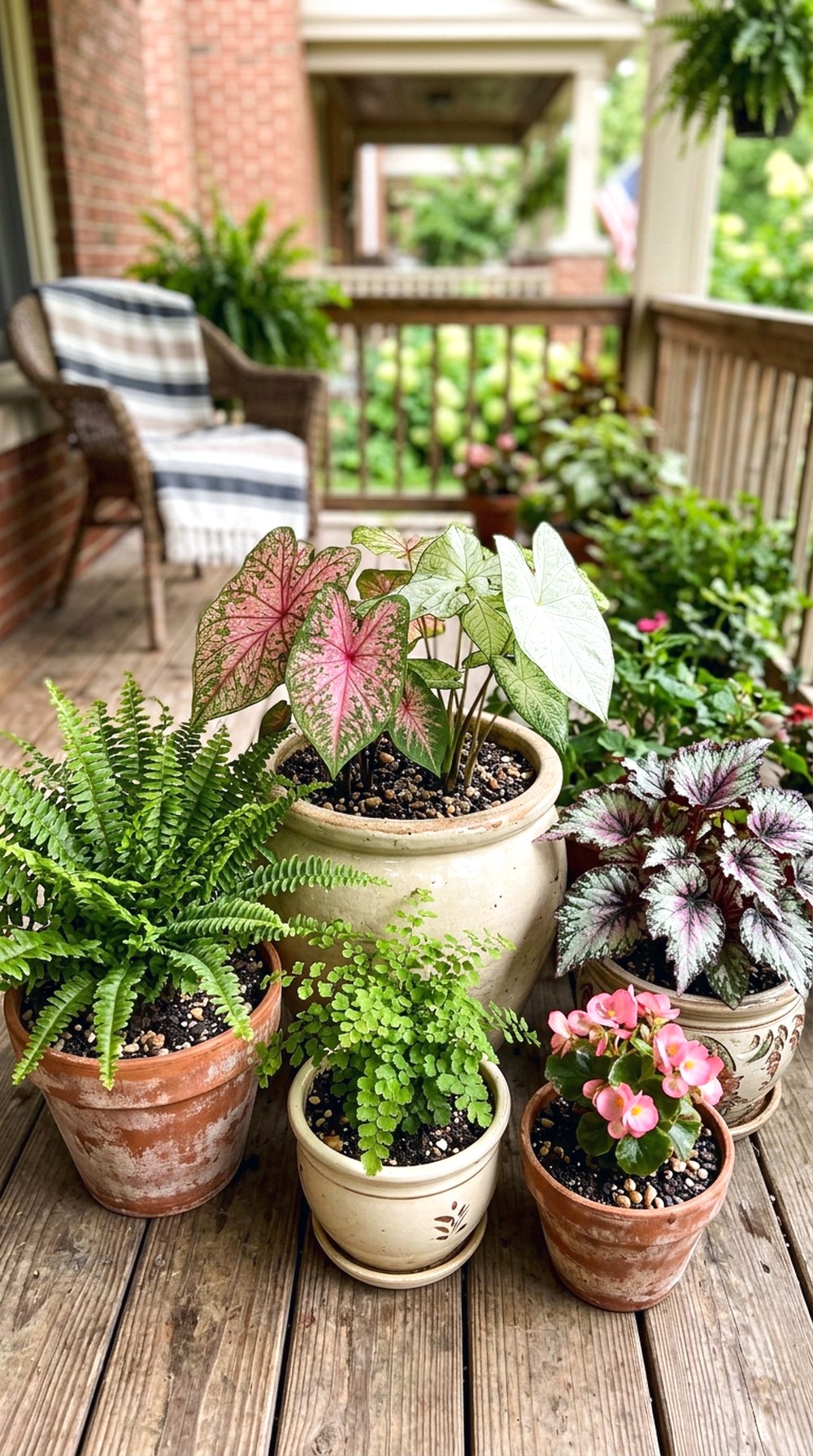 Potted Shade Plant Display