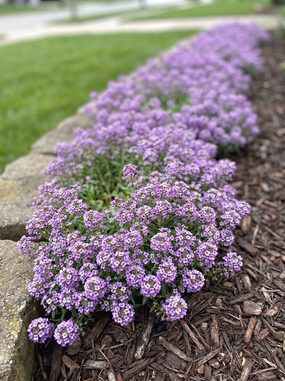 Purple Alyssum Low Border
