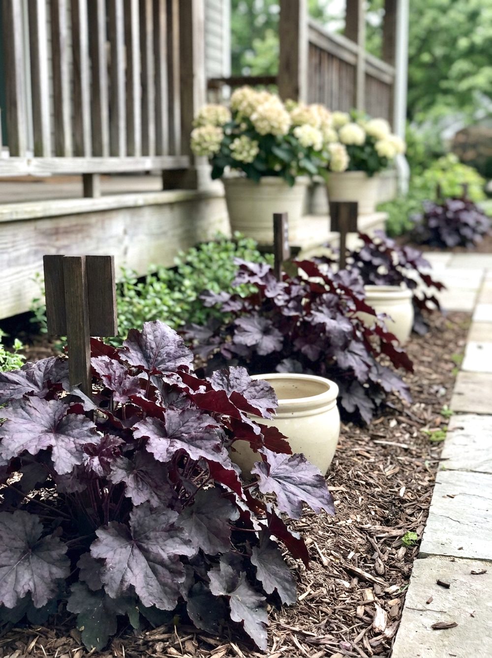 Purple Heuchera Leaf Border