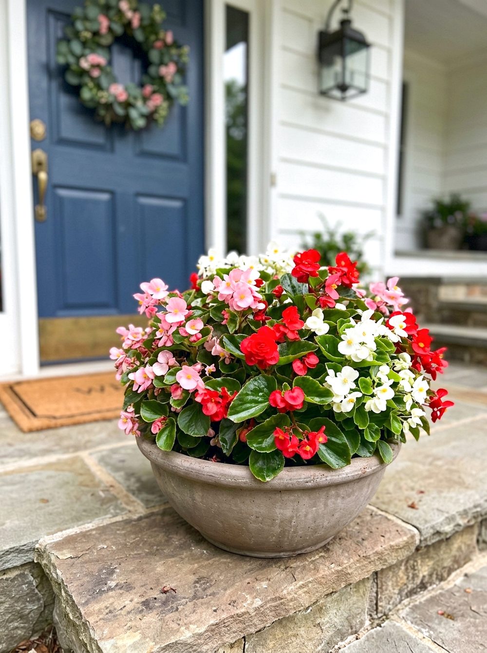 Shallow Mixed Begonia Pot