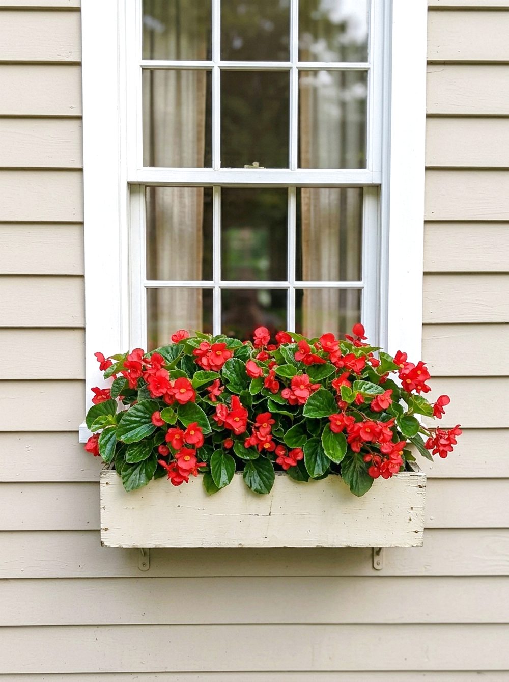 Shallow Window Box Begonias